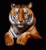 Benutzer Avatar